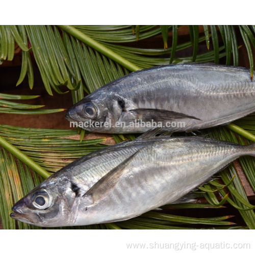 Frozen Whole Round Horse Mackerel 16-20cm For Export